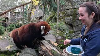 Red Panda Moshu Goes On A Snack Quest