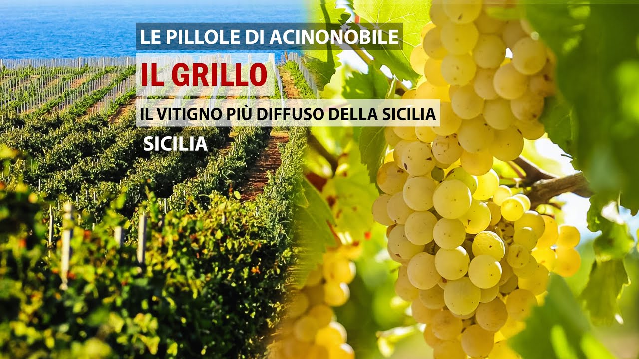 🍇Il Grillo | Sicilia