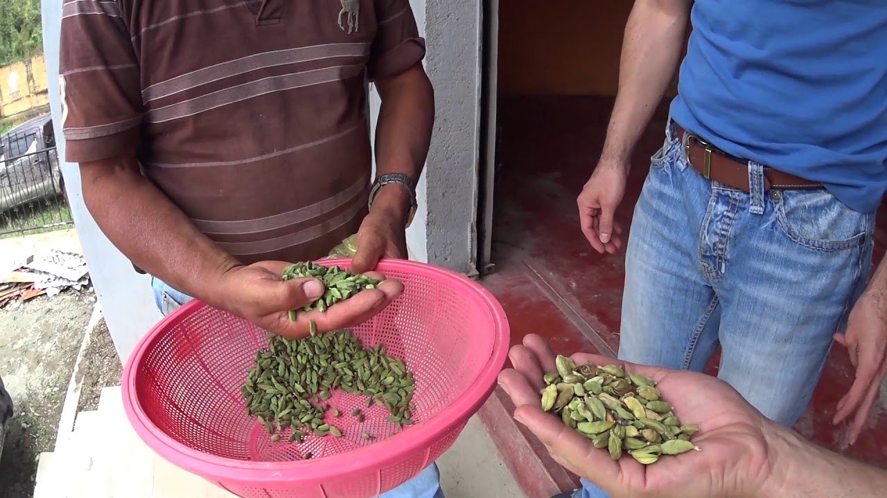 Cardamomo del Guatemala YouTube