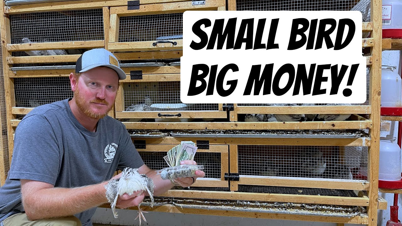 Прибыльны ли перепела породы Котурникс?