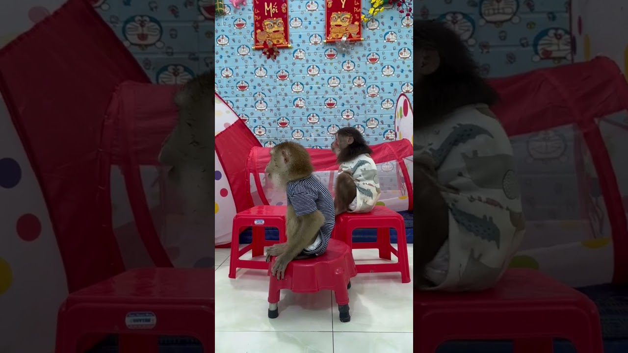 Monkey sitting on a chair is super cute 