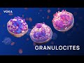 Ultrastructure and Granule Diversity in Granulocytes: A Detailed 3D Visualization