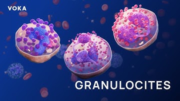 Ultrastructure and Granule Diversity in Granulocytes: A Detailed 3D Visualization