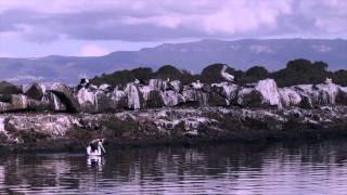 24 Clarence Court   Berkeley (2506)