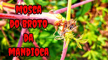 Como acabar com a mosca do broto da mandioca?