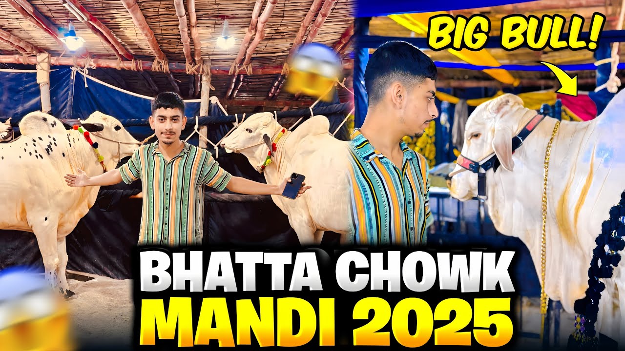 Bhatta Chowk Mandi 2025 🐄 Mandi mn wehra machar gya 😱 Mandi loot li 🤩 Soda ho gya || Cow Mandi Vlogs