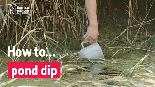 How to pond dip | Natural History Museum (Audio Described)