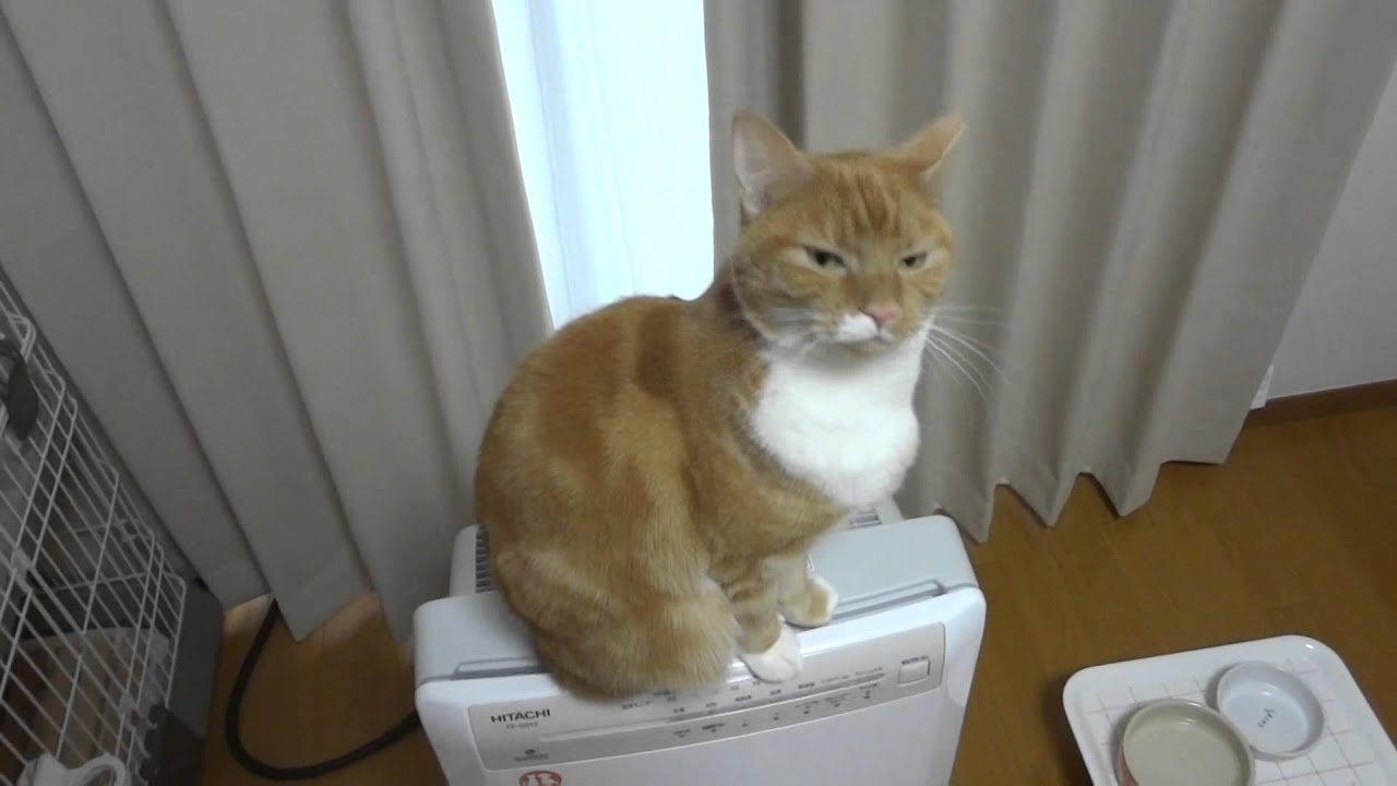 猫の鳴き声 猫語 のサンプル音声や意味について解説 Cat Press キャットプレス