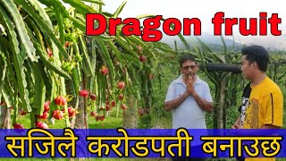85 लाखको ड्र्यागन फ्रुटको खेती || यसरी गरिन्छ खेती र यस्तो छ फाइदा || Dragon fruit ||  #Cute_Nepal