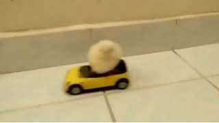 Araba Süren Ci̇vci̇v