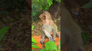 Bluzo Cute Wild Monkeys Are Having Fun 3
