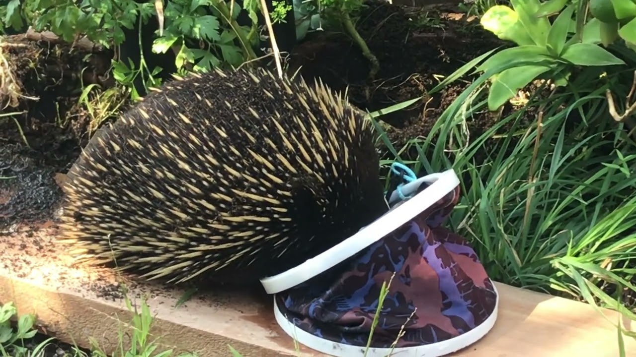 Monotreme musings with Bob