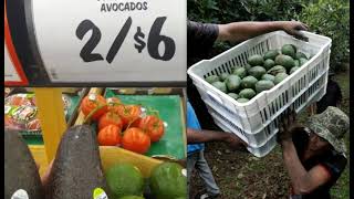 'Critical Supplies at Risk': US Halts Michoacán Avocado Inspections; Is This the End of Cheap Food