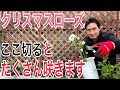 【クリスマスローズ】来年も咲かせる管理方法を実践で解説します！【ガーデニング】【園芸】