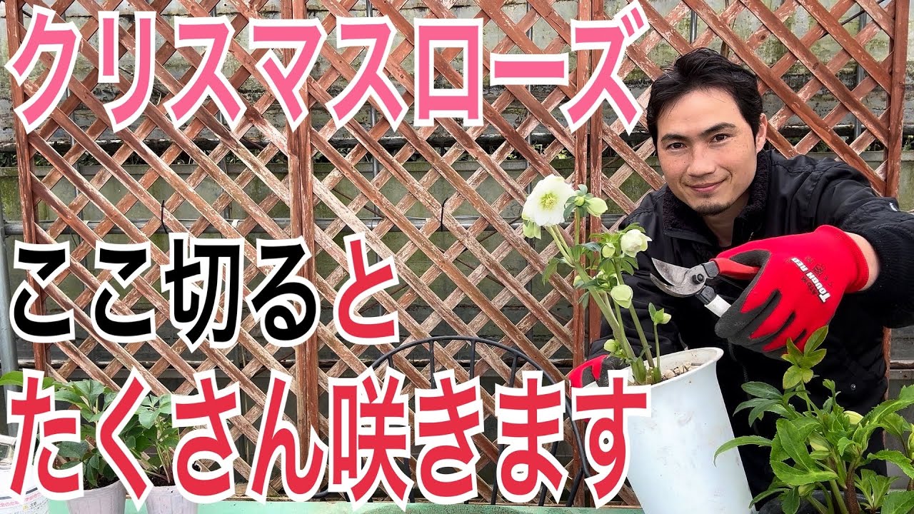 【クリスマスローズ】来年も咲かせる管理方法を実践で解説します！【ガーデニング】【園芸】