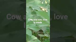 cow in plant @# great scene #caster plant,#plant leaf#nature scene #early growing, fine try#@
