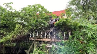 HELP Clean up the horrifying abandoned house of 100 years of Overgrowth  Satisfying transformation