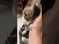 🐱Chờ Nội ..🧕🏻Lâu Thiệc Chớ !🥹😞