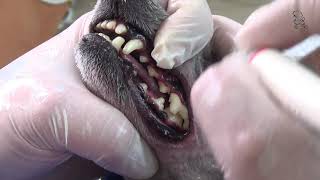 видео: Факультатив! Алексей Павлов. Чистим Зубы. картинка: Факультатив! Алексей Павлов. Чистим Зубы.