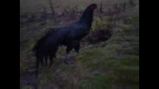 Sumatra Rooster.avi