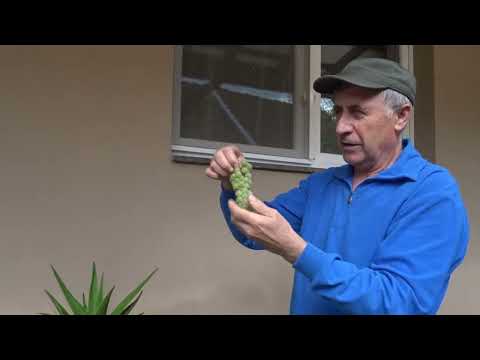Video: Perii de struguri uscate: cauze și modalități de a lupta