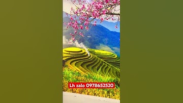 Hoàn thiện tranh dán tường 3D ruộng bậc thang tây bắc rất đẹp