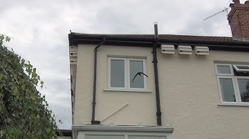 Young swifts looking for nest sites 26th July 2019