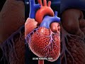 Here's How your Heart Beats #hearthealthawareness #heartbeatstatus #healthandwellnesstips