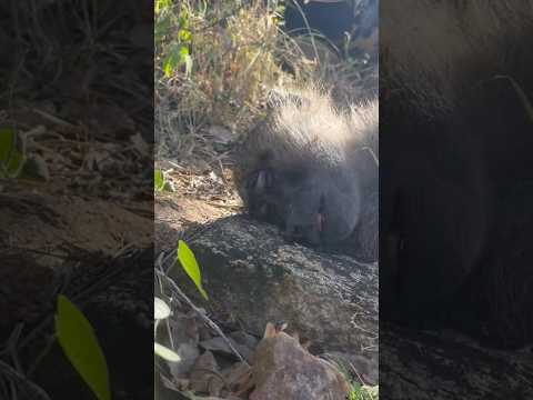 MONKEY CATCH AND COOK WITH THE HADZA LAND