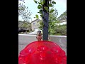 hummingbirds 03302026