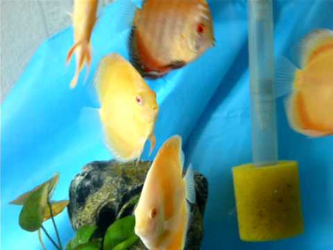Albino Grow Out Tank - 90 Gallon Tall