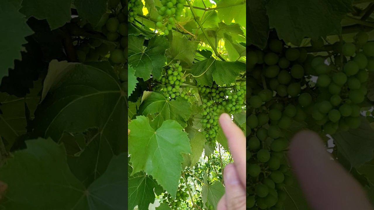 Não Sabia Que Precisa Fazer a Poda Verde na Parreira pra Uva Engrossar