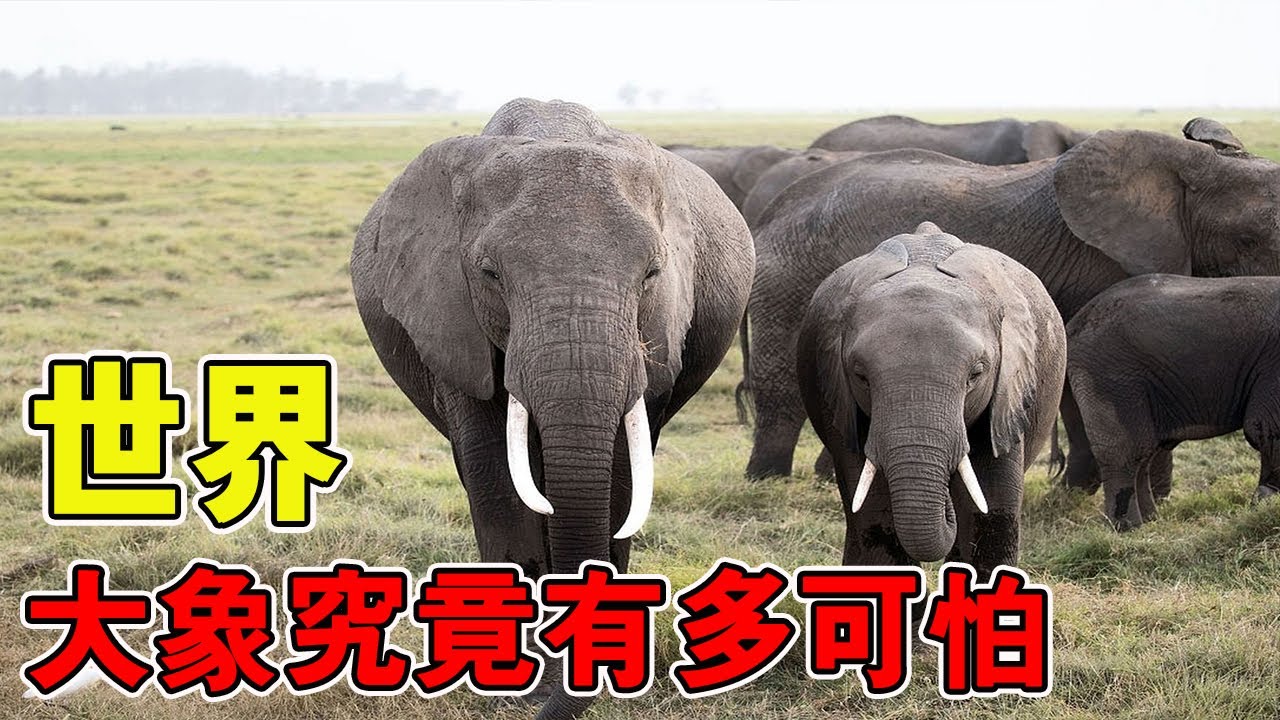 别再被大象骗了！外表温顺实则极度危险，伤人数量远超狮虎总和，它的致命程度你根本想不到！ #動物 #動物世界 #大象 #神奇的動物在抖音 #動物的迷惑行為