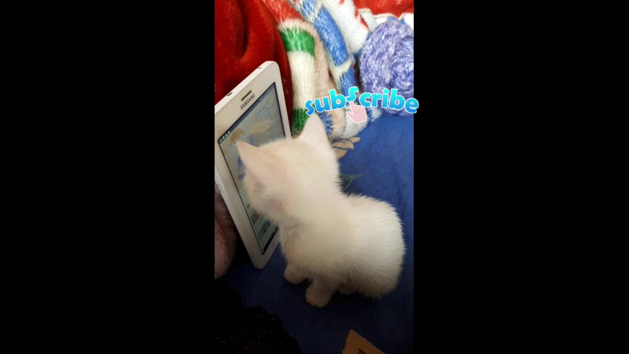 When cat watches movies YouTube