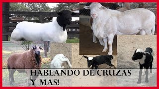 Hablando de Cruzas y Razas  en Borregos 🙋🏽‍♀️ ||Ft. Ing. Karla Gonzalez||