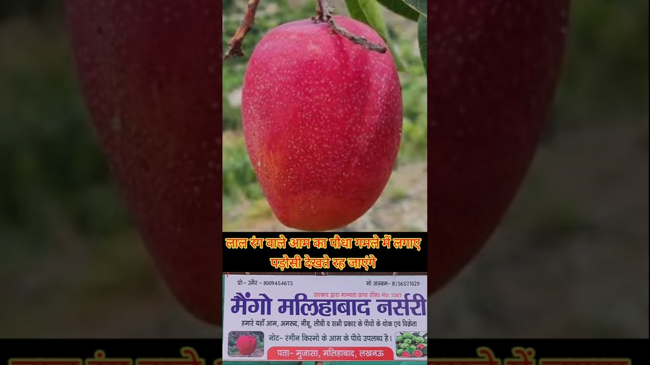 mango nursery malihabad | online plants nursery | Malihabad nursery address | fruit plant nursery