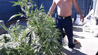 New Strains on the Hogs Farm