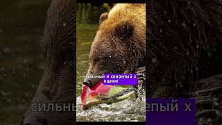 Топ 10 сильных животных 2 я часть  #природа #факты #животные #top