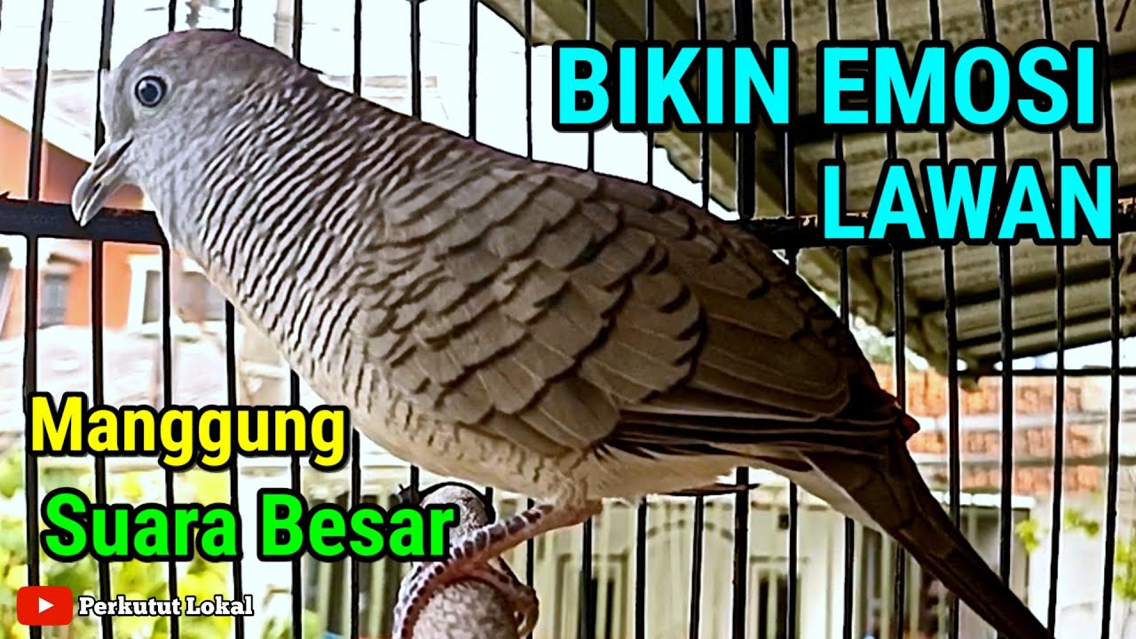 Perkutut lokal gacor suara kristal pancingan 100% langsung Nyaut Gacor #perkututlokal