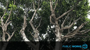 Jak se starat o Ficus?