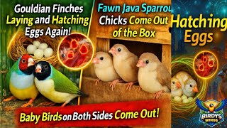 Fawn Java Sparrow k Sab Chicks🐤🐥🐤🐥 Ko Alag Portion Me Shift 😍🥰❤ Subscribe like share  @Birdyswings
