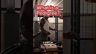 How Important Is The Dogs Pedigree?