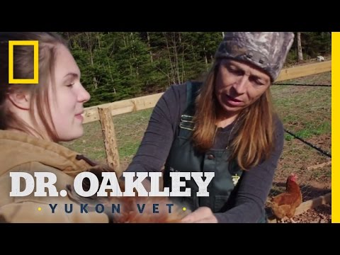 No Bad Eggs in the Hen House | Dr. Oakley, Yukon Vet