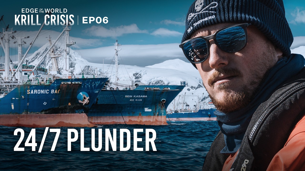 The Fleet extracting the foundation of Antarctica: Krill | Edge of the ...
