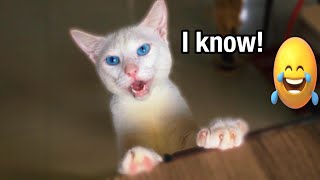 Listen This Cat Speak Like A Human 🤣😸