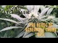 Growing with catcannabis the reveg of pineapple chunk  ep 7