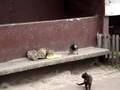 Bird steals cats' food