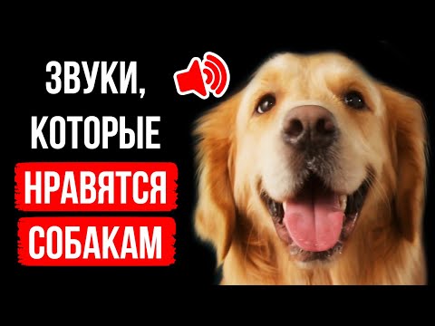 Видео: Почему собакам нравятся пищащие игрушки