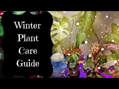 Winter Care Guide for your Indoor Plants!