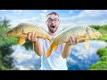 Pêche de GROSSES CARPES dans ce lac envahi de Brochets 🎣